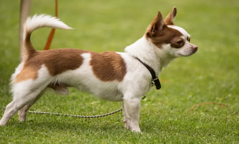 Chihuahua Everything you need to know about this breed