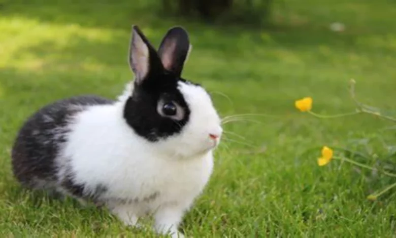 How long can rabbits live as pets