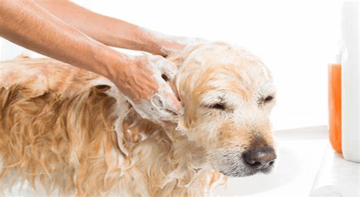 Types of elegant pet grooming – and the benefits for the pet