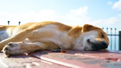 Animal welfare: 5 important tips to ensure the welfare of pets