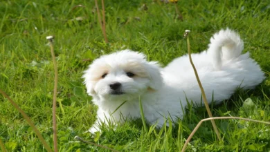 The 5 Cute Small Dog Breeds