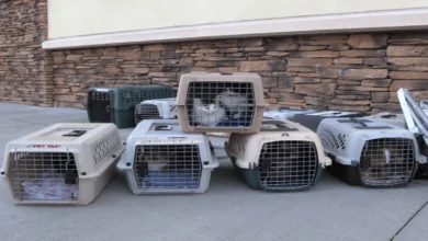 What is the best carrying bag for your pets?