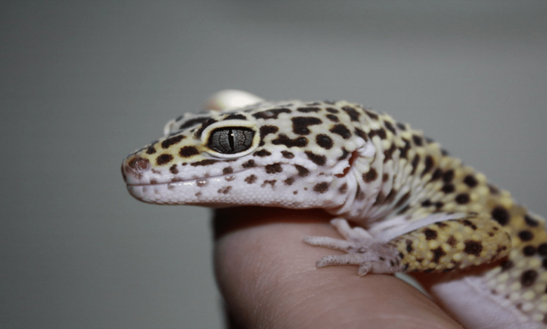 Learn how to properly care for the reptile leopard lizard!