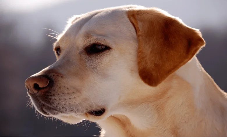 What are the best pets for children?