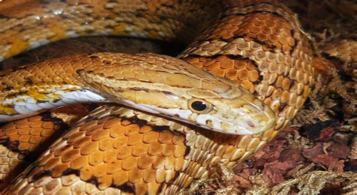 Corn snake: meet the 'friendly' snake that has no venom