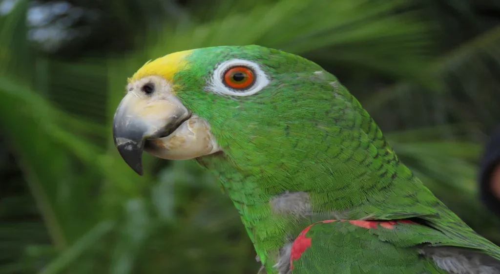 Can Birds Eat Twizzlers? Here's what we found out