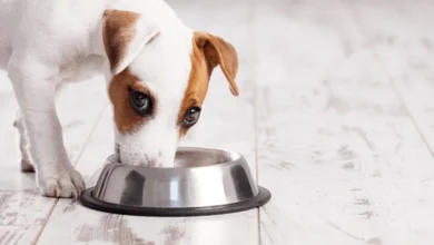 Can dogs eat chicken pot pie?find out everything now!