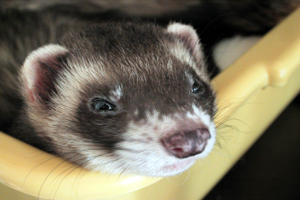 Can I keep a ferret as a pet? Find out now!