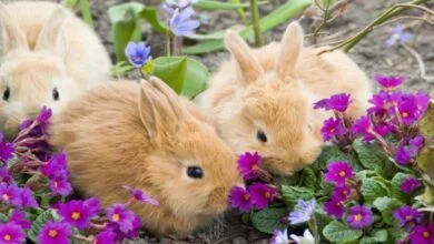 Can mini rabbits eat broccoli? Learn more about their diet