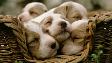 Can you hold a puppy in your lap?