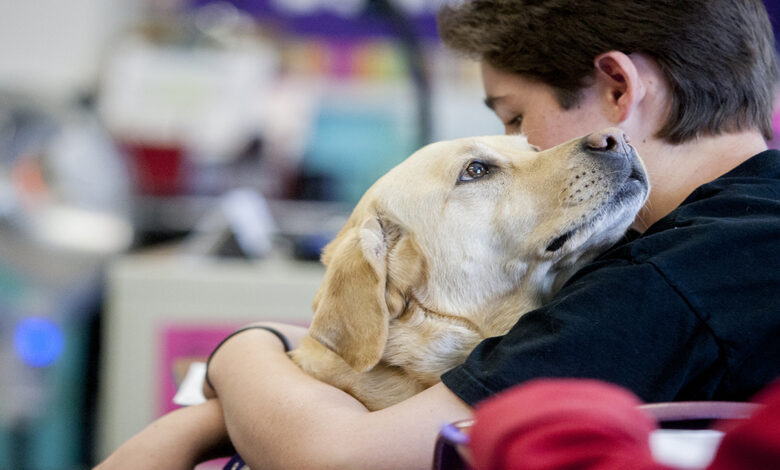 How do you gain a dog's trust?