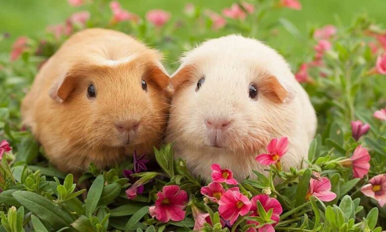 How do you know if your guinea pig is happy?