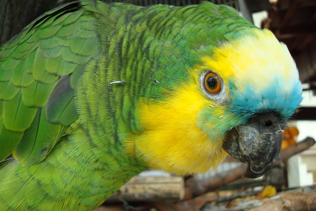 How many years can a parrot live?
