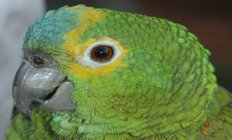 How many years can a parrot live?