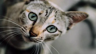 How often should cats be bathed?