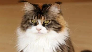 Why does my cat shed so much hair?Causes and Solutions