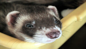 Are ferrets good pets?