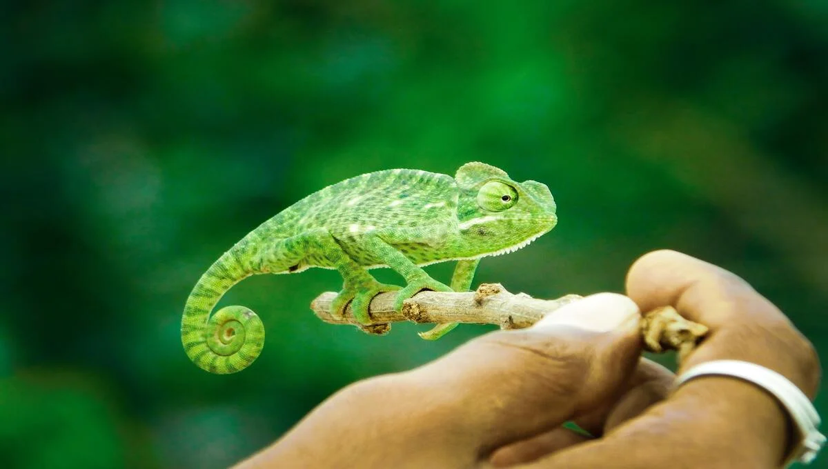 Chameleons The Masters of Adaptation and Mystery