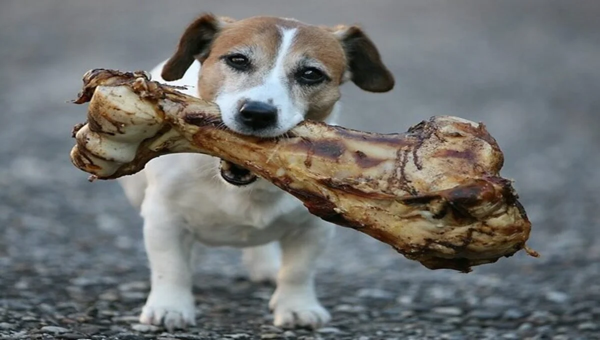 The Canine Fascination: Why Dogs Love Bones