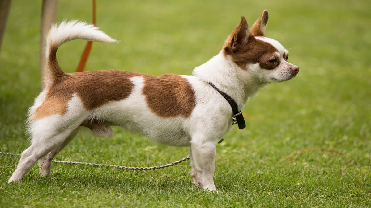Chihuahua Everything you need to know about this breed