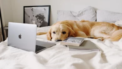 Find out which is the best pet camera in 2022, check everything