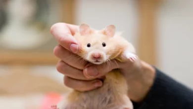 Gaiser pets understand all about the pets to choose