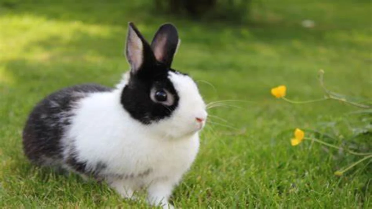 How long can rabbits live as pets