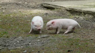 Mini pet pig know what care your pet needs