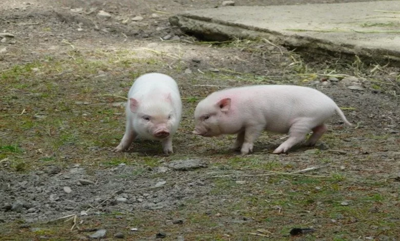 Mini pet pig know what care your pet needs