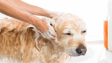 Types of elegant pet grooming – and the benefits for the pet
