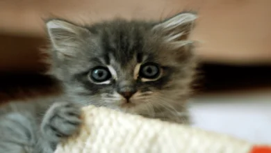 Can kittens eat adult cat food?