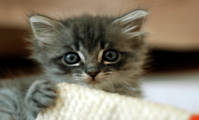 Can kittens eat adult cat food?