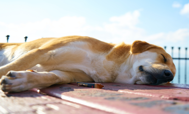 Animal welfare: 5 important tips to ensure the welfare of pets