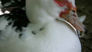 We know that ducks are pretty fun , but do you know what it takes to take care of one