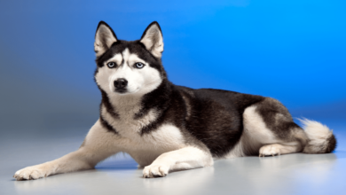 Best tips and care to get rid of dog fleas