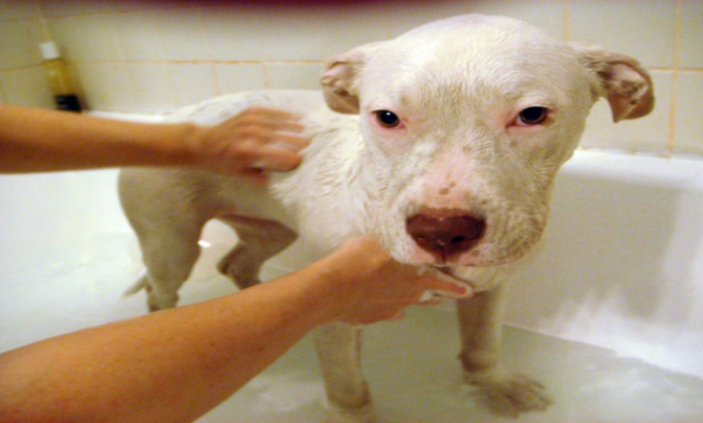 Find out which is the best waterless shampoo for dogs