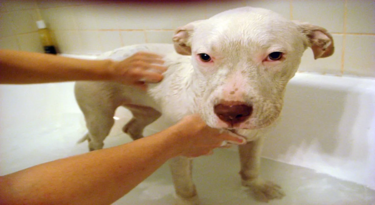 Find out which is the best waterless shampoo for dogs