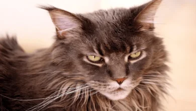07 biggest cute and adorable cat breeds in the world