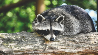 Can raccoons be pets: Find out now