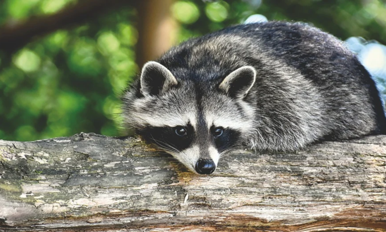 Can raccoons be pets: Find out now