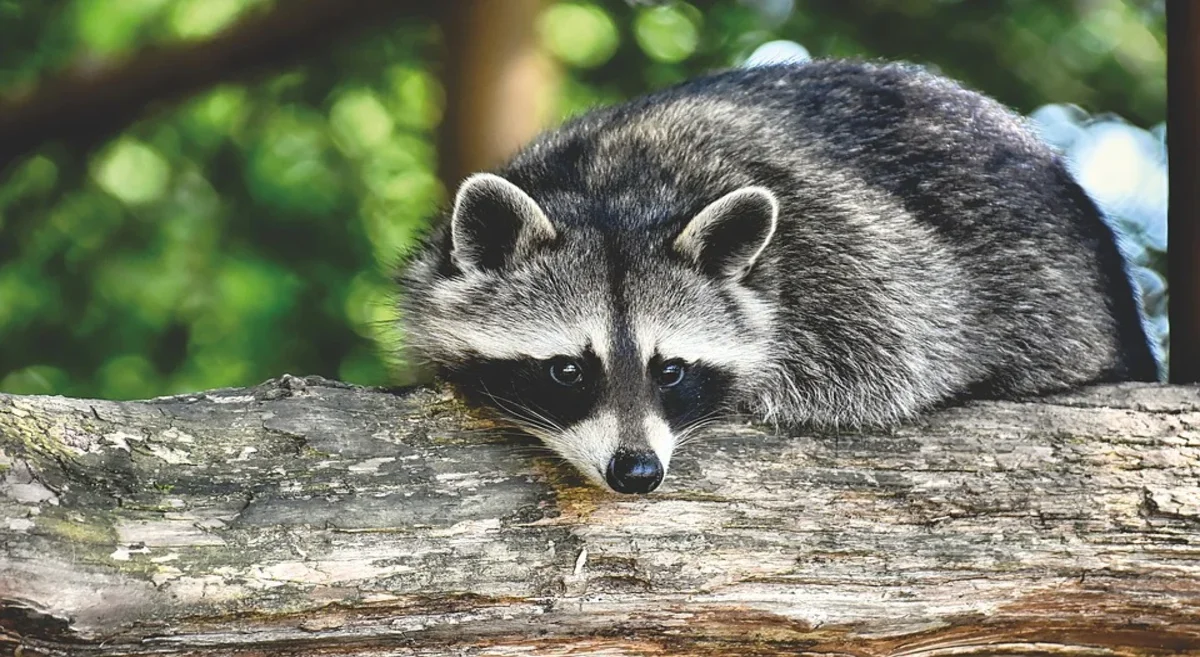 Can raccoons be pets: Find out now