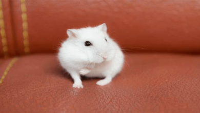 What is the smartest pet? See now!
