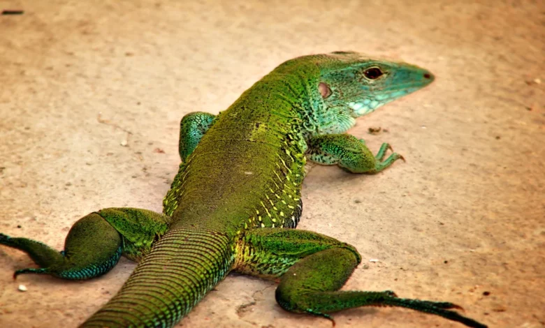 know the 5 domestic reptiles to have as a pet