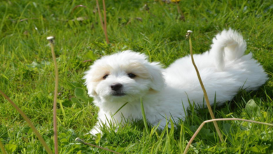 The 5 Cute Small Dog Breeds