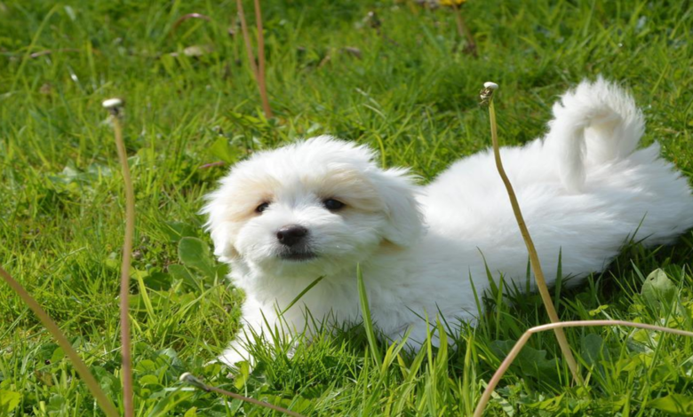 The 5 Cute Small Dog Breeds
