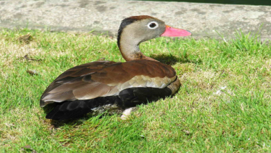 What does it take to have a duck as a pet?