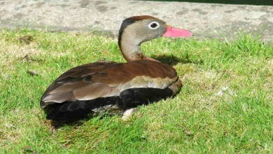 What does it take to have a duck as a pet?