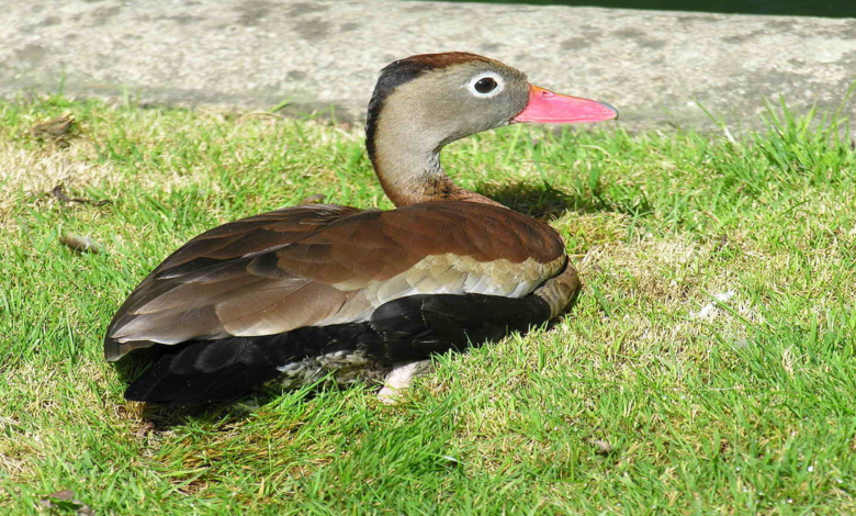 What does it take to have a duck as a pet?