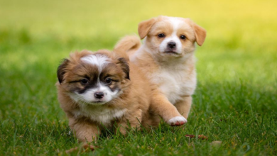 Can dogs eat bananas? If yes, what is the safest way?
