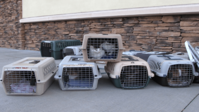 What is the best carrying bag for your pets?